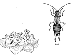 Earwigs and Sowbugs