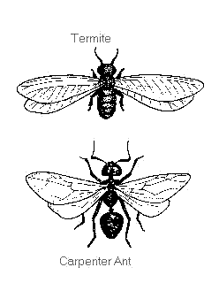 Carpenter Ants