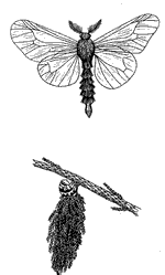 Bagworm