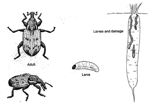 Carrot Weevil