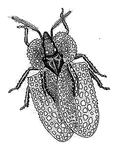 Lace Bug