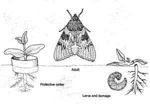 Cutworm