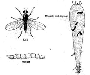 Carrot Rust Fly