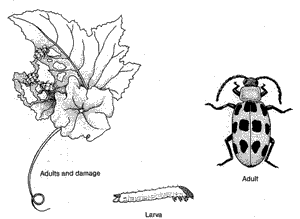 Cucumber Beetles