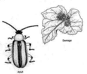 Cucumber Beetles 2