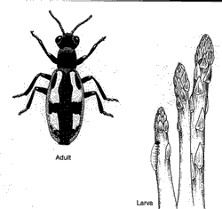 Asparagus Beetle