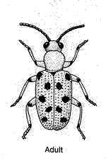 Asparagus Beetle