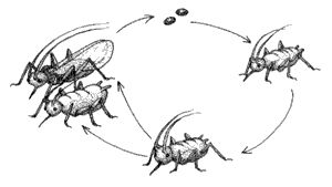 Aphids Growth Stages