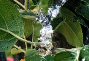 Diagnosing Aphids