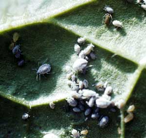 Diagnose Aphids