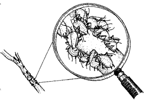 Aphids