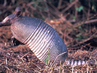 Armadillo