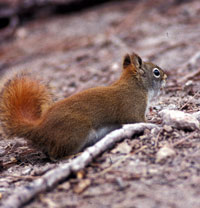 Red Squirrels