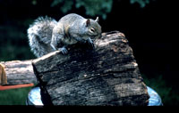 Squirrel on wood