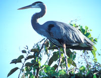 Blue Heron