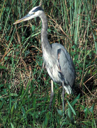 Blue Heron Pest Animal