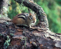 What Chipmunk Looks Like