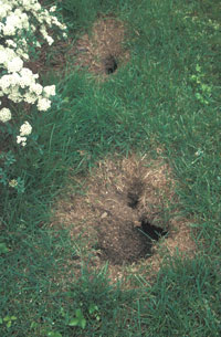 Entrance To Chipmunk Burrow