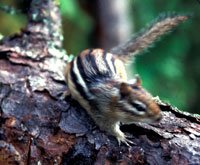 Chipmunk 