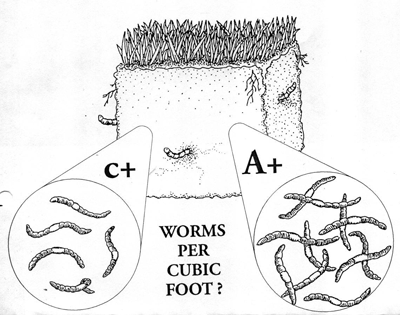 Encourage Earthworms In Your Soil