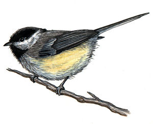 Chickadee