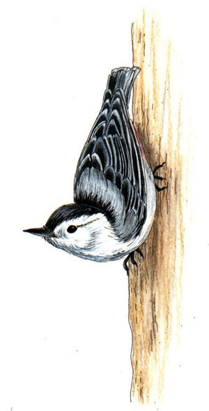 Nuthatch