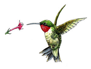 Hummingbirds