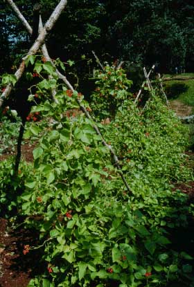 Beans Snap Growing