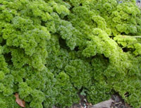 Parsley