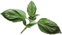 Basil leaves 