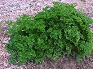 Parsley Growth