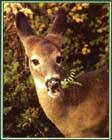 Fences and Barriers For Deer