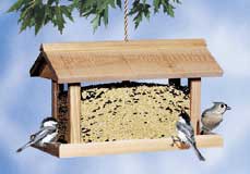 Feeding Songbirds