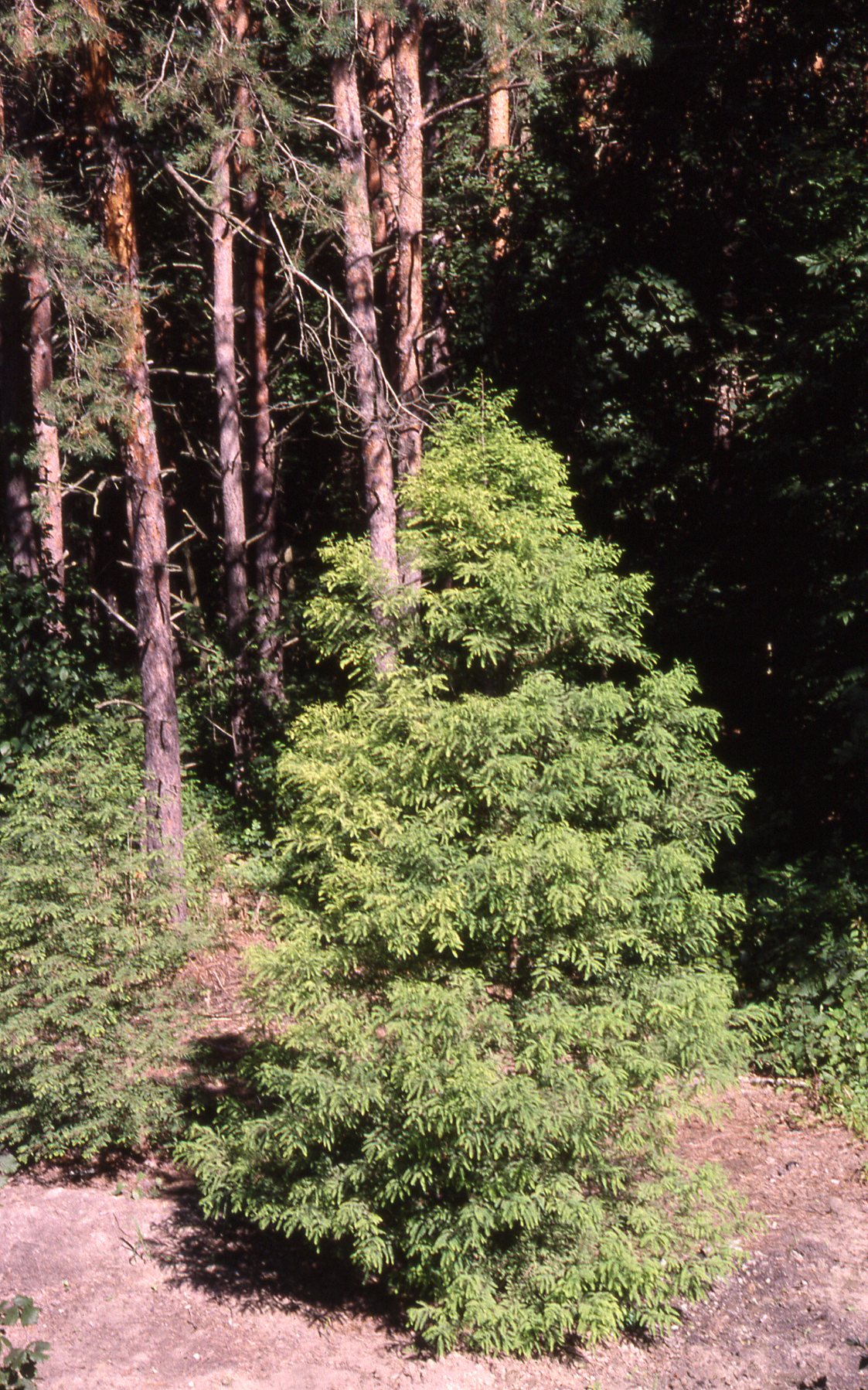 bald cypress tree images