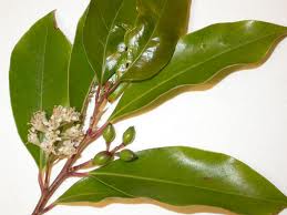 cherry laurel 