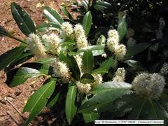 cherry laurel tree