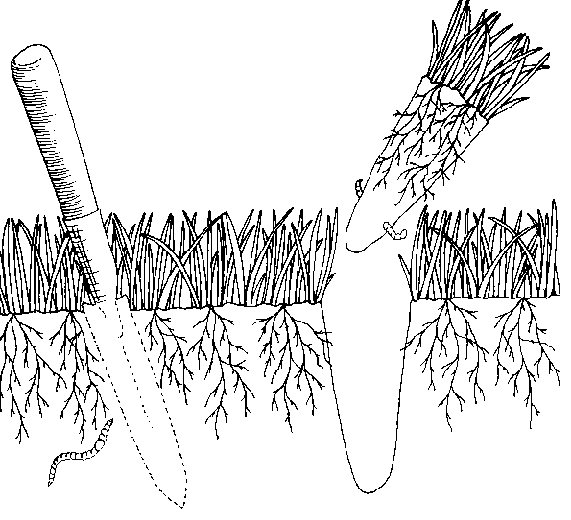 Soil Compacted Image Two